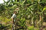 Third stage Milpa with Zacarias Quixchan. Credit: MacduffEverton.com 