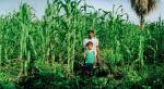 Milpa four months after planting the maiz canopy shades beans, squash, macal, amaranths and quiniopods and much more. Credit: MacduffEverton.com 