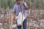 Dario of Chichimila planting in his milpa.  Note the saplings cut to waist level, these will resprout. Credit: MacduffEverton.com 
