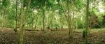Fourth stage of the milpa as they are managed from the maize dominant canopy into perennial fruits and hardwoods. Credit: MacduffEverton.com 