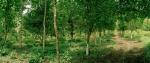 Fourth stage of the milpa with too much shade for herbs below shows a plot managed from the maize dominant canopy into perennial fruits and hardwoods. Credit: MacduffEverton.com 