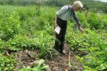 Anabel Ford in Zacarias Quixchan’s freshly planted milpa. Maize is sprouted.  Note the sprouting Cecropia called Guarumo in the foreground.