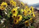 Balsamroot (Balsamorhiza sagittata)