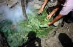 Cooking edible root foods