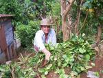 Agnes gathers indigenous West Indian bay (Pimenta racemosa, Myrtaceae) leaves to distil.
