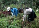 Ecuador organic medicinal plant gardening