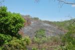 Fresh burn in secondary forest.