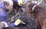 Gathering truffles tuber