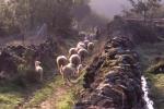 A small herd of sheep being taken up to graze in the parish of Sebedelhe da Serra, county of Trancoso, Beira Alta, Portugal.
