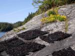 Squares of the edible seaweed drying on the rocks at K’yel.