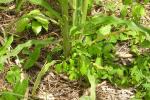 This is a dry day with maize and squash clearly spouting together in a June milpa beans are new and coming later.