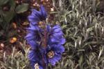 Meconopsis horridula, the Himalayan blue poppy