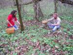 Digging for bloodroot