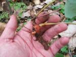 Bloodroot
