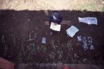 Specimens ready for identification