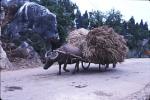 A water buffalo with a cartload of forage (maize stalks, apparently) at the Stone Forest, Yunnan, China.