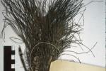 Equisetum