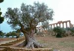 Ancient olive tree and Roman ruins, Sicily.