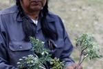 James Selam with an important medicinal plant, Lomatium dissectum, Yakama Indian Reservation, Washington