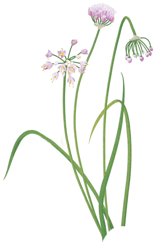 chives.png