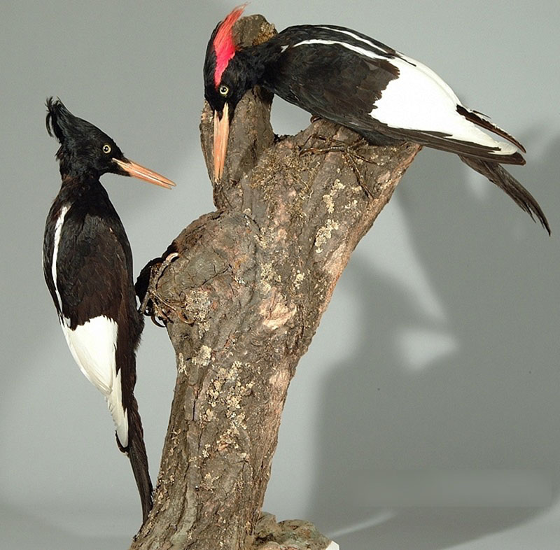 CHIQUIMO-LI, Imperial Woodpecker (Geller-Grimm, 2003 CC BY-SA 2.5)