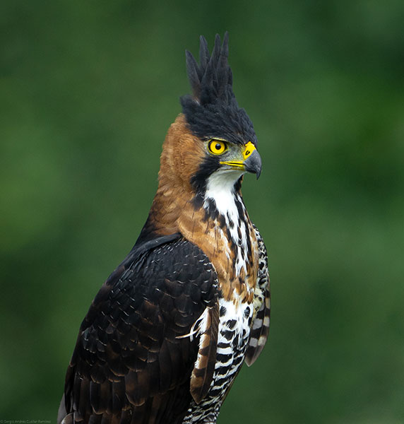 MIX-CŌĀ-CUĀUH-TLI, Ornate Hawk-Eagle (ML434456861, photo by Sergio Andrés Cuellar Ramírez from Macaulay Library).