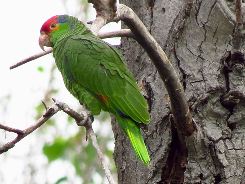 TLALACUEZA-LI, Red-crowned Parrot (ML434035091, photo by Kris Janicki from Macaulay Library).