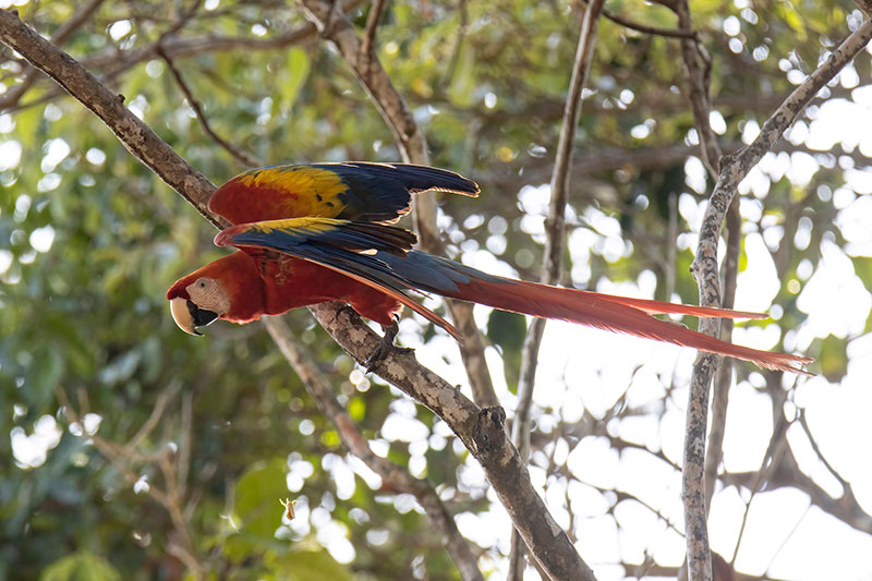 ALO, Scarlet Macaw (ML434733041, photo by Janet Stevens from Macaulay Library).