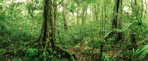 an overview of the deciduous forest an overview of the deciduous forest