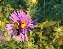 Fig 1: Bee foraging on New England aster (Symphyotrichum novae-angliae).