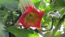 The flower of Red Angel's Trumpet (Brugmansia sanguinea) on Rancho del Cañón. Photo by Cade Campbell.