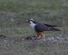 ECA-TLOH-TLI, Aplomado Falcon (ML432785111, photo by Dave Beeke from Macaulay Library).