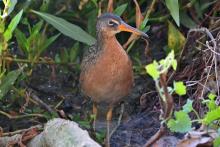 COHUIXIN, Aztec Rail (ML430444191, photo by Paula Gatrell from Macaulay Library).