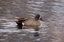 METZ-CANAUH-TLI, Blue-winged Teal (ML435484041, photo by Brian Stahls from Macaulay Library).