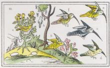 HUĪTZITZI-LI, hummingbirds (Dibble & Anderson, 1963, Figure 61, after Paso y Troncoso).