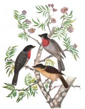 YOLLO-TŌTŌ-TL, Rosethroated Becard (painting by Andrew Jackson Grayson in Miller et al., 1957, following p. 62, with permission of the American Ornithological Society).