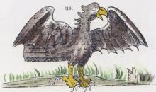 CUĀUH-TLI, Golden Eagle (Dibble & Anderson, 1963, Figure 114, after Paso y Troncoso).