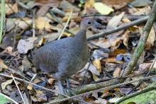 IXMATLA-TŌTŌ-TL, Great Tinamou (ML431413481, photo by Lukas Sekelsky from Macaulay Library).