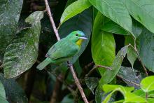 TACHITOHUYA, Green Shrike-Vireo (ML428104811, photo by William Hemstrom from Macaulay Library).