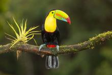 XOCHI-TENACAL, Keel-billed Toucan (ML435008281, photo by Carolien Hoek from Macaulay Library).