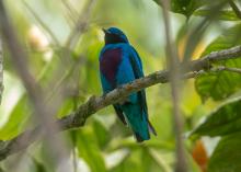 XIUH-TŌTŌ-TL, Lovely Cotinga (ML435428891, photo by Guillermo Saborío Vega from Macaulay Library).