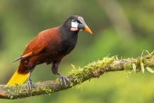 ZACUAN, Montezuma Oropendola (ML435008871, photo by Carolien Hoek from Macaulay Library).