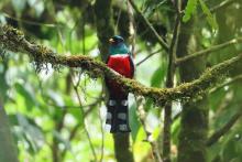 TZINITZCAN-TŌTŌ-TL, Mountain Trogon (ML461204061, photo by Gabriel Cordón, from Macauley Library).