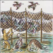 Netting birds (Dibble & Anderson, 1963, Figure 187).