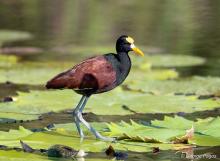 AYO-CUAN2, Northern Jacana (ML435268441, photo by Michael Carmody from Macaulay Library).
