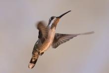 Plain-capped Starthroat (ML429101601, photo by Yann Muzika from Macaulay Library).