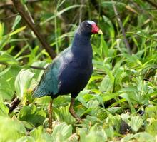 CUĀ-TĒZCA-TL, Purple Gallinule (ML435228071, photo by Annette Teng from Macaulay Library).