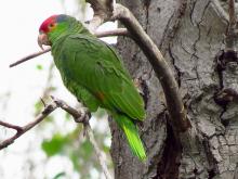 TLALACUEZA-LI, Red-crowned Parrot (ML434035091, photo by Kris Janicki from Macaulay Library).