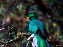 QUETZAL-TŌTŌ-TL, Resplendent Quetzal (ML433742111/121, photos by Heber David Díaz Gutiérrez from Macauley Library).