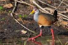 PŌPOCALES, Russet-naped Wood-Rail (ML435107391, photo by Alex Lamoreaux from Macaulay Library).